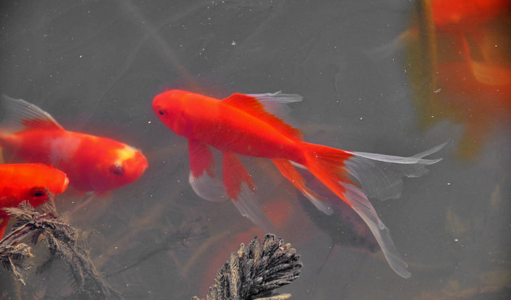 周轉箱養魚靠譜嗎？怕漏水看這里
