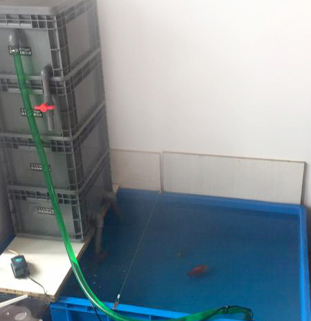 周轉(zhuǎn)箱養(yǎng)魚(yú)靠譜嗎？怕漏水看這里