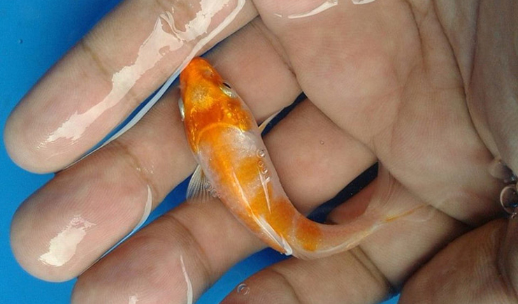 周轉(zhuǎn)箱養(yǎng)魚(yú)靠譜嗎？怕漏水看這里