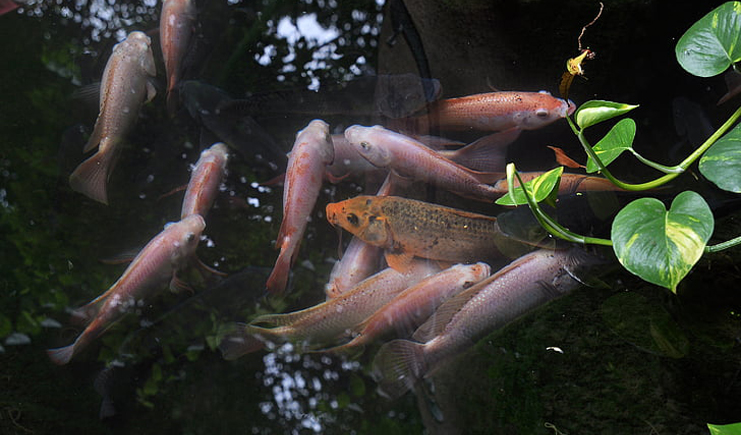 周轉(zhuǎn)箱養(yǎng)魚(yú)靠譜嗎？怕漏水看這里